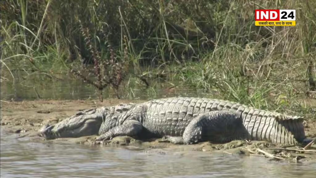 खटीमा आबादी क्षेत्र में बढ़ती जा रही मगरमच्छ निकलने की घटनाएं, इलाके में अफरातरफी का माहौल