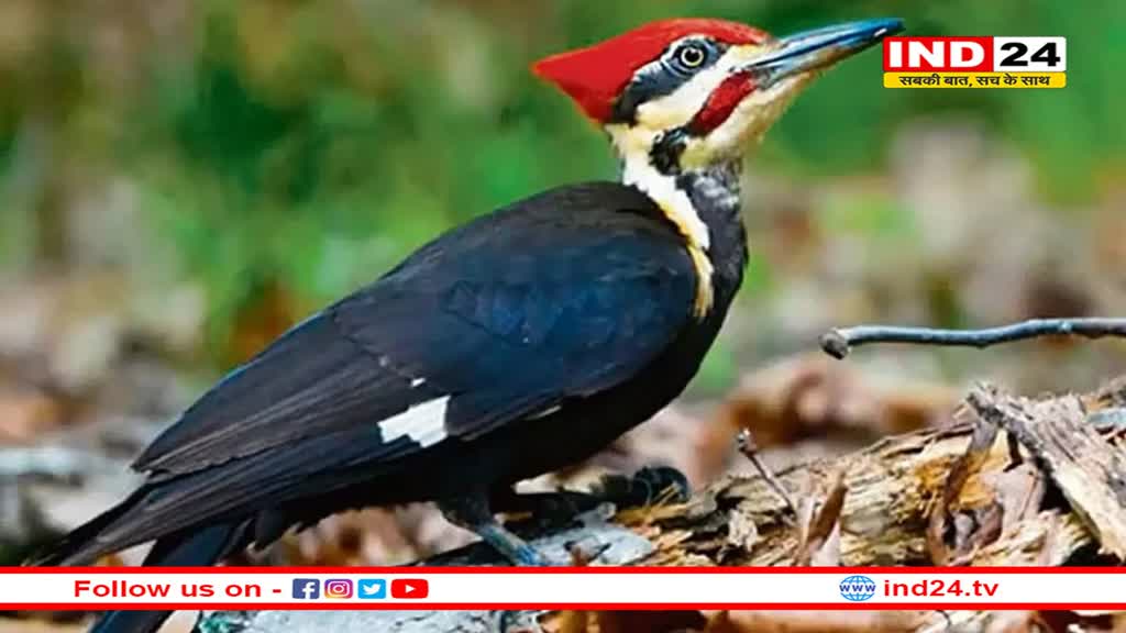 गायब होने लगा है  शाही कठफोड़वा