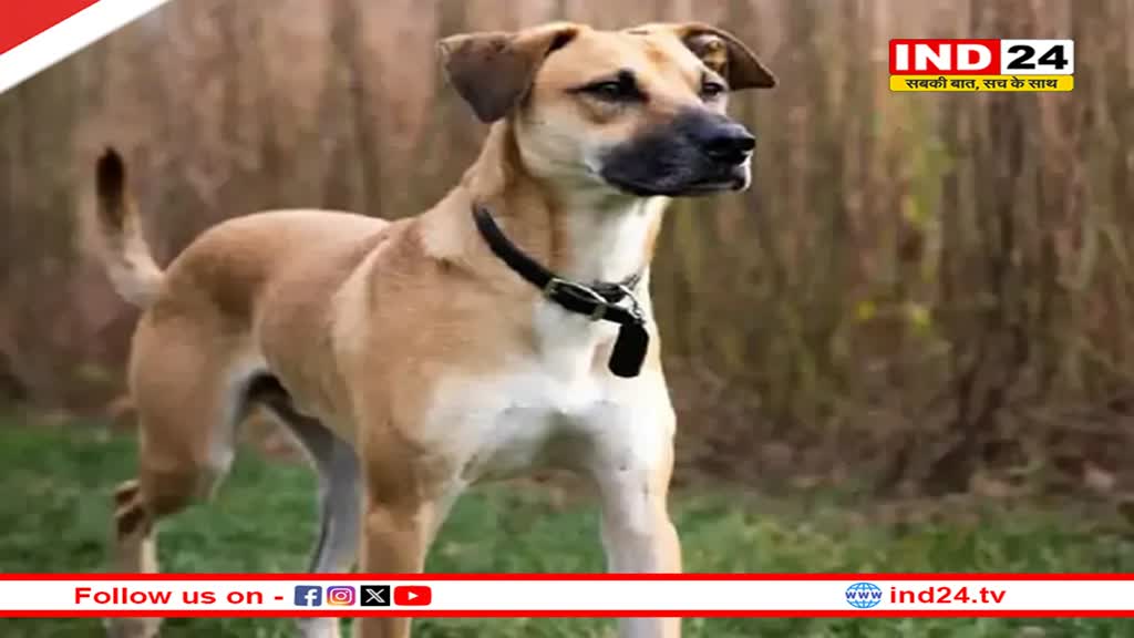 Rajasthan में कुत्तों के लिए गाइडलाइन जारी- शहर से दूर छोड़े जाएंगे हिंसक श्वान, पालतू का करना होगा वैक्सीनेशन
