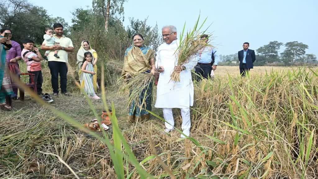 CG NEWS : CM भूपेश बघेल सपरिवार पहुंचे खेत | लुआई को अंतिम रुप देते हुए बढ़ौना रस्म का निर्वहन किया....