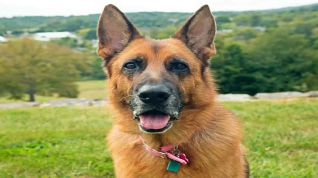 BPL NEWS :  अब पालतू कुत्तों का भी करवाना होगा रजिस्ट्रेशन,बिना रजिस्ट्रेशन नहीं रख पाएंगे अब कुत्ता,जानिए नए नियम  