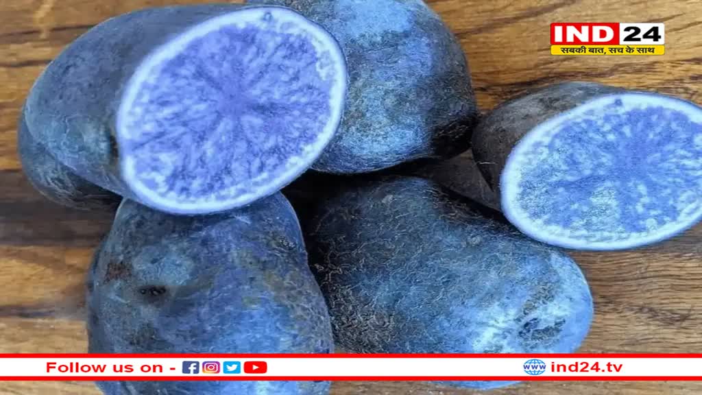 कैंसर के इलाज में कारगर होगा 'नीलकंठ', एमपी के खेतों में पैदावार और किसान होंगे मालामाल