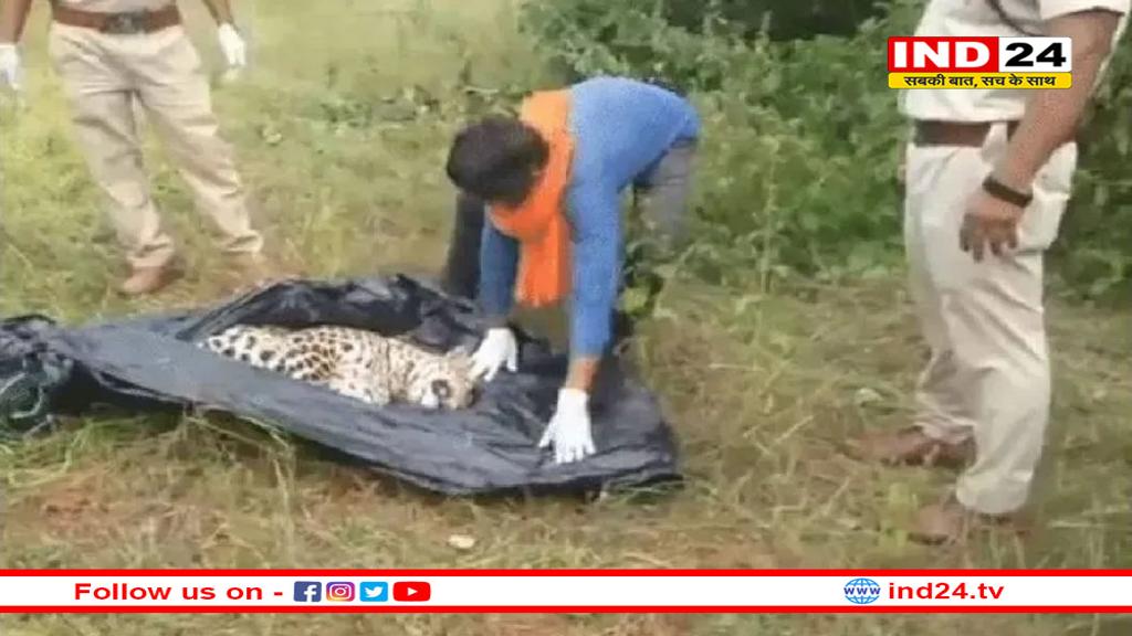 तेंदुए को करंट लगाकर निकाले दांत-नाखून, पोस्टमार्टम से हुआ मौत का बड़ा खुलासा