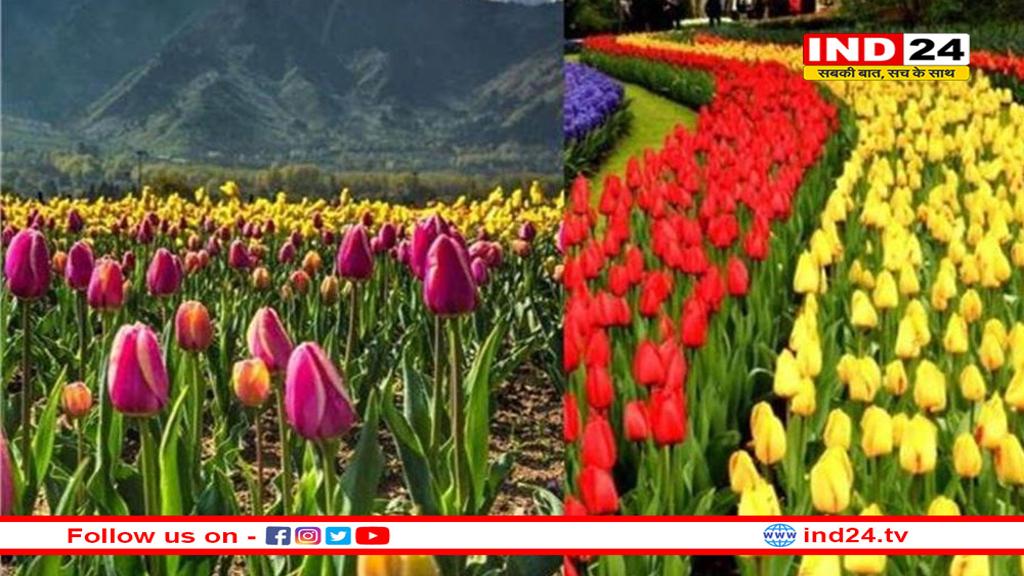 जल्द खुल रहा कश्मीर का ट्यूलिप गार्डन