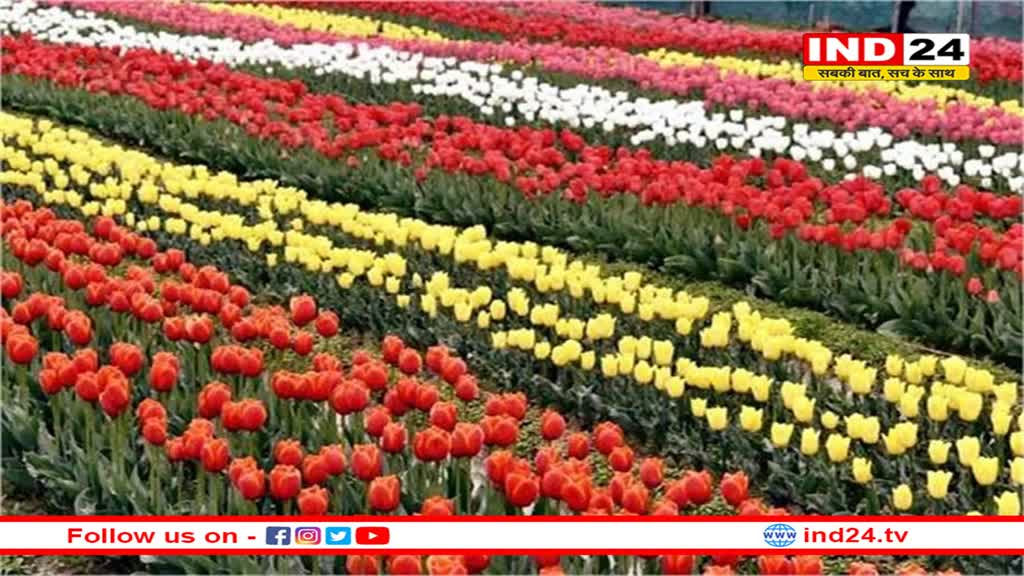 पर्यटकों के लिए आज से खुलेगा हिमाचल का एकमात्र ट्यूलिप गार्डन 