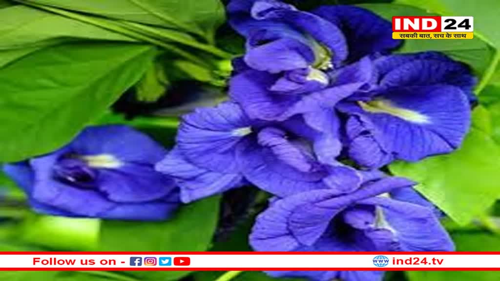 भगवान शिव और शनि देव का प्रिय है ये फूल, इससे जुड़े उपाय रंक को भी बना देते हैं राजा