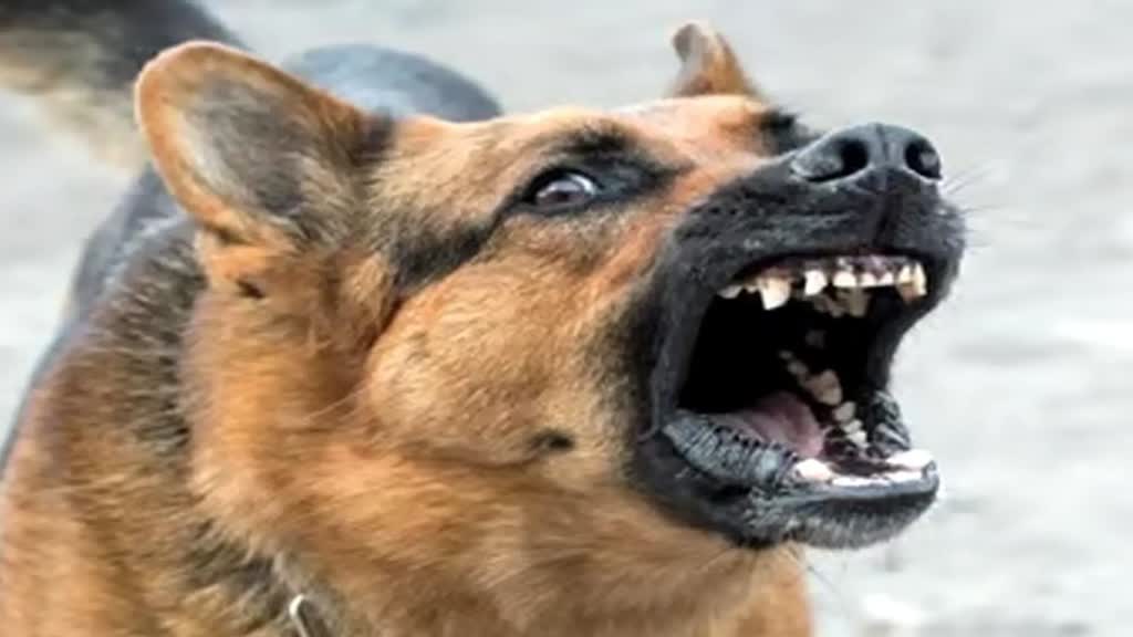 Hyderabad: फूड डिलीवरी बॉय ने कुत्ते से जान बचाने के लिए लगाई तीसरी मंजिल से छलांग, महिला के खिलाफ केस दर्ज