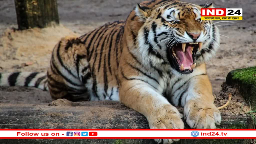 दक्षिण अफ्रीका से चीतों को लाने में देरी तय, सामने आई बड़ी वजह