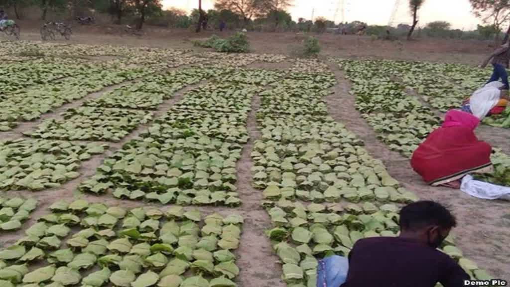 तेंदूपत्ता संग्राहकों के लिए बड़ी खुशखबरी, जुलाई में बांटा जाएगा 250 करोड़ रुपये का बोनस