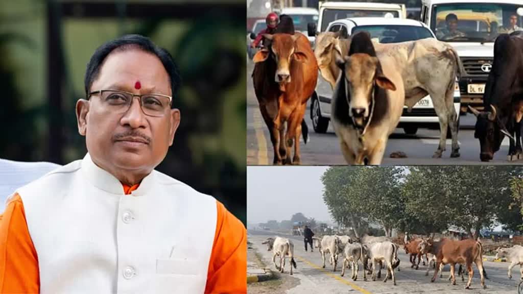 CG NEWS : साय सरकार का बड़ा फैसला, ‘गोठान’ की तर्ज पर ‘गोवंश अभ्यारण्य’ योजना लाएंगे विष्णुदेव साय