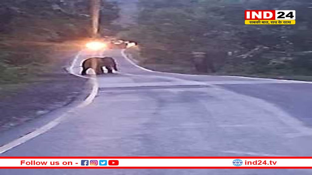 बाणसागर में हाथियों का तांडव, शहडोल-रीवा मार्ग रहा बंद