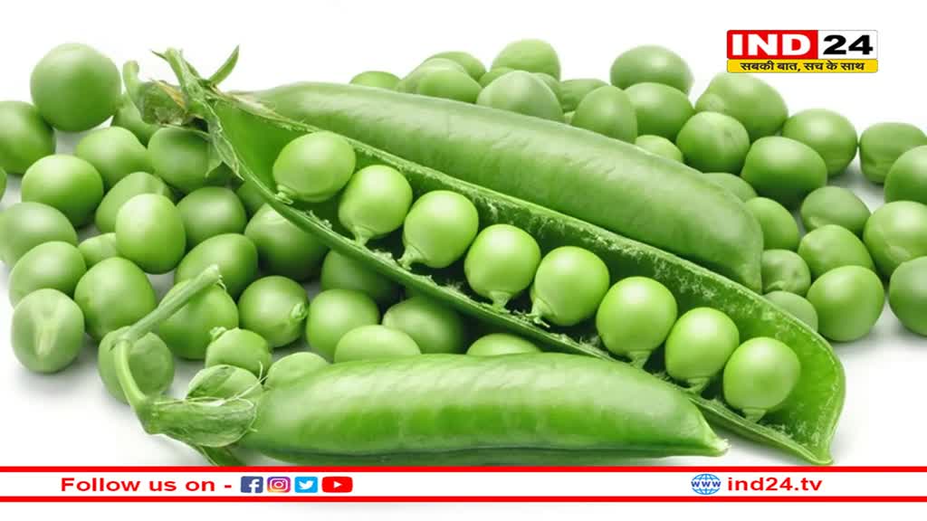 इन लोगों को जरूर खानी चाहिए हरी मटर, सर्दी के सीजन में हर दिन करें उपयोग