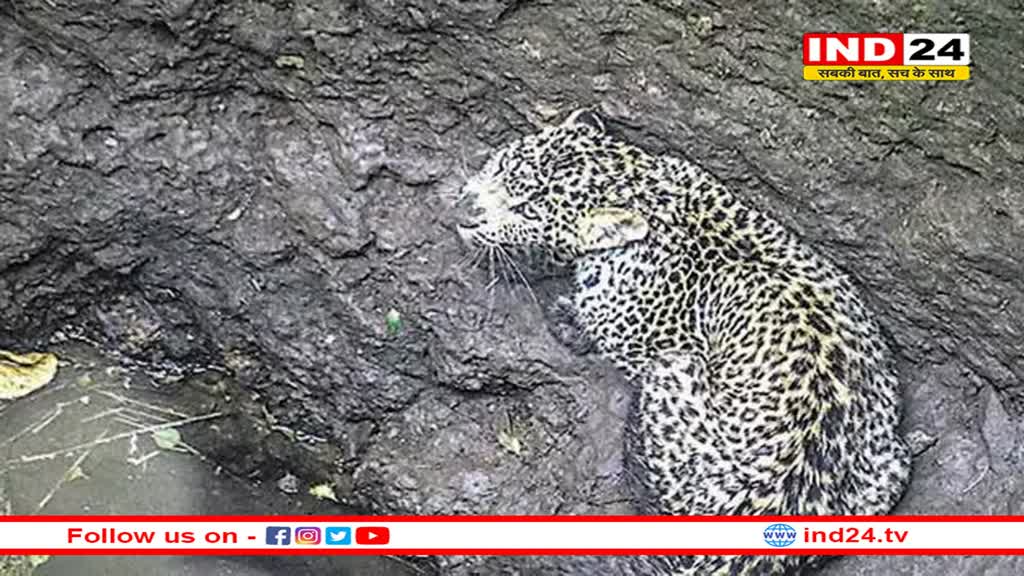 कुएं में गिरा तेंदुआ,बार-बार करता रहा बाहर निकलने का प्रयास: वन विभाग की टीम ने किया रेस्क्यू