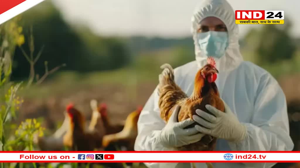 Bird Flu के दौरान चिकन खाने से क्या हो सकता है? 