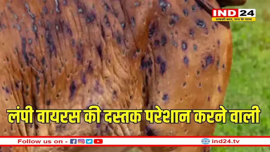 नीमच में लंपी वायरस की दस्तक, अब तक 200 पशुओं की मौत