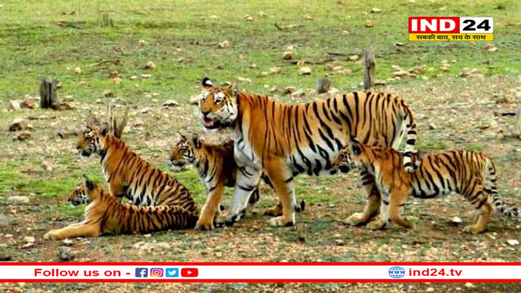 कूनो नेशनल पार्क से आई खुशखबरी: मादा चीता 'निर्वा' ने चार शावकों को जन्म दिया