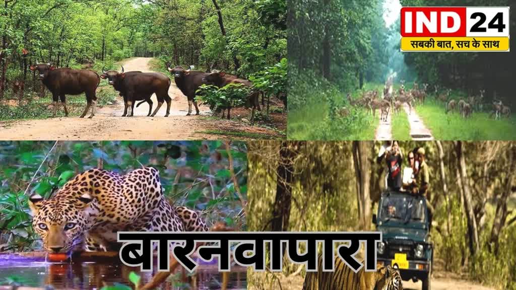 CG News : बारनवापारा में सैलानियों के लिए नया आकर्षण म्यूजियम, लायब्रेरी और लग्जरी  कॉटेज...