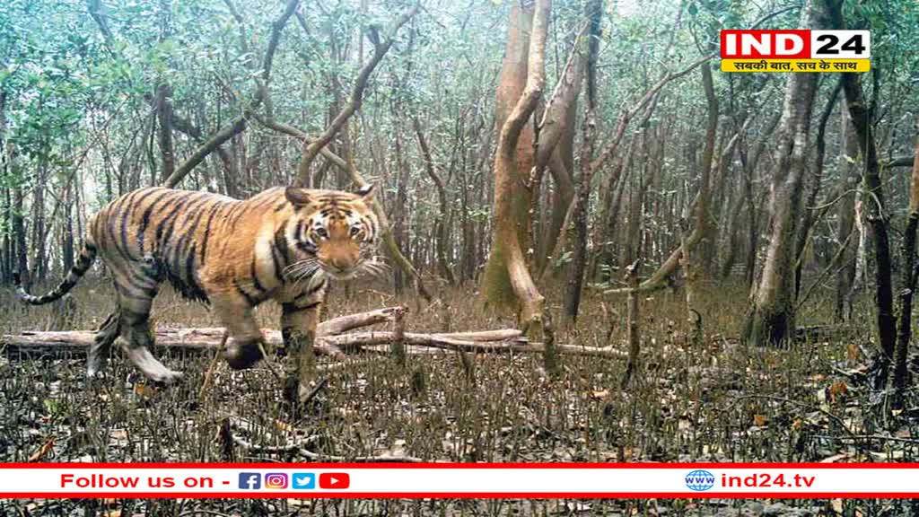 जंगल में छोड़ा गया चीता राजस्थान में घुसा, बेहोश कर लाया गया कुनो नेशनल पार्क
