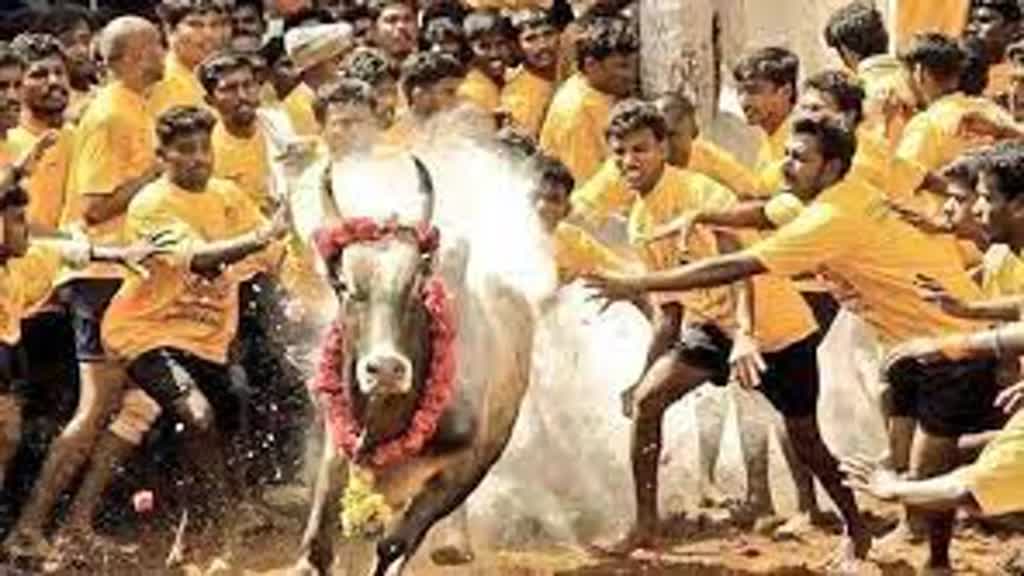 Jallikattu: जल्लीकट्टू के खिलाफ याचिकाओं को SC ने किया खारिज, कहा- ये तमिलनाडु की सांस्कृतिक विरासत का हिस्सा है