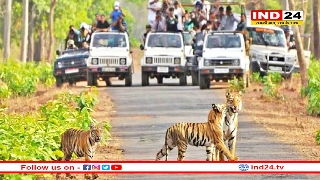 पर्यटकों के लिए आई बड़ी खुशखबरी, एक अक्तूबर से टाइगरों को देख सकेंगे पर्यटक