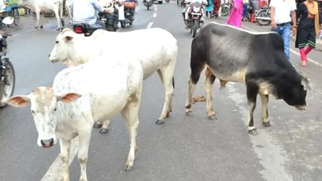 भोपाल में पशुओं को खुला छोड़ने वालों के खिलाफ होगी कड़ी कार्यवाई