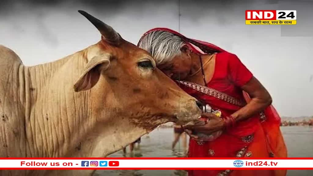 Cow Hug Day: अब भारत वैलेंटाइन डे की जगह मनाएगा 'काउ हग डे', नीदरलैंड्स में ऐसे मनाया जाता है ये दिन