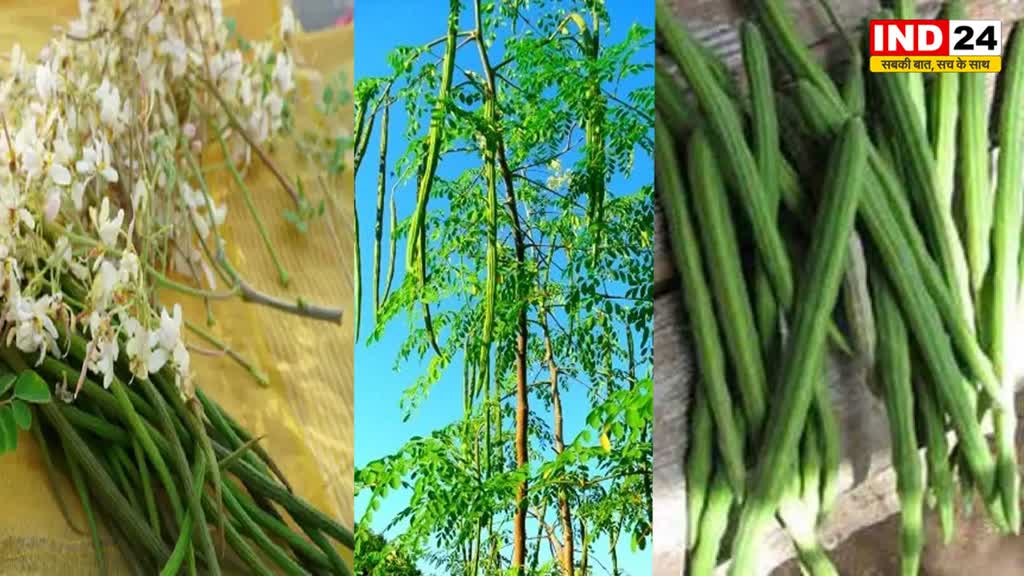 Health Tip : जानें मुनगा के गुणों की विशेषता