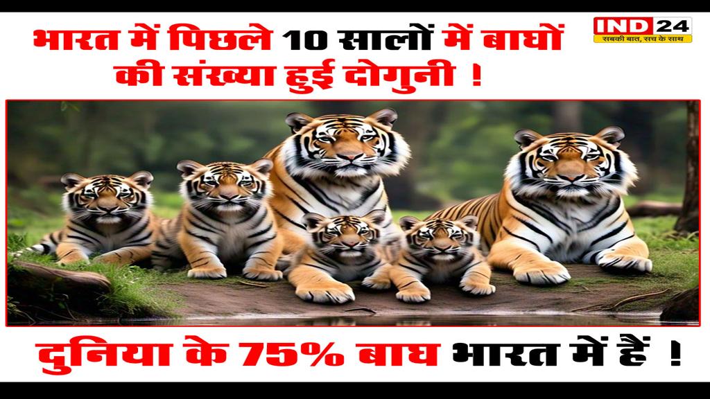 दुनिया में बाघों की कुल संख्या का करीब 75% अब भारत में हैं।