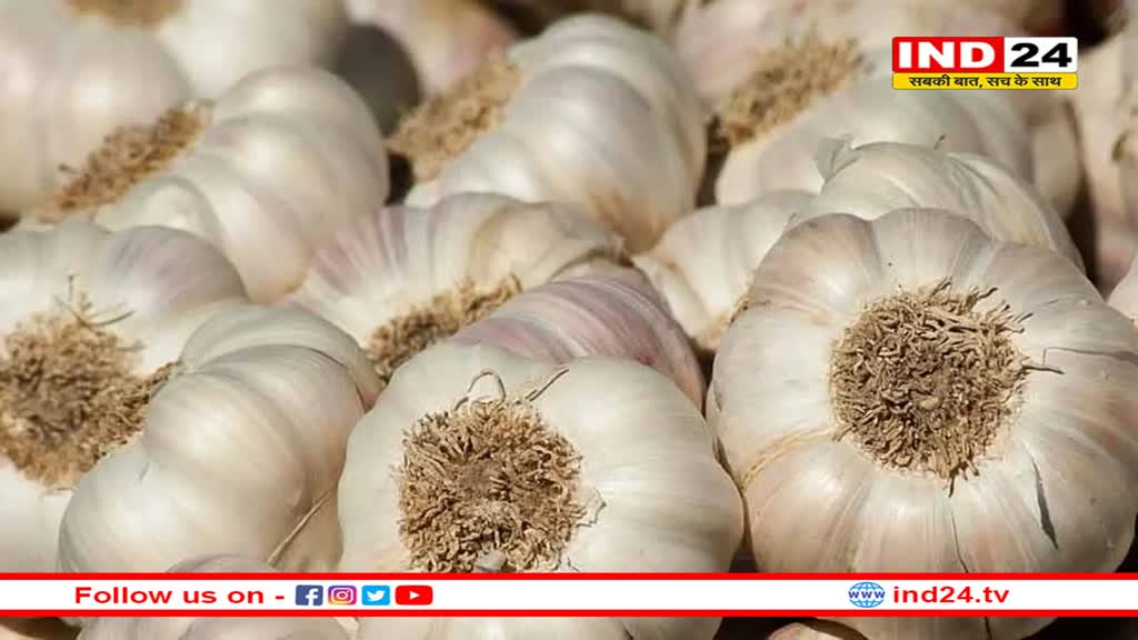 मध्य प्रदेश : लहसुन के दाम आसमान छूने पर किसानों ने रखवाली के लिए रखे गार्ड, लगाए सीसीटीवी