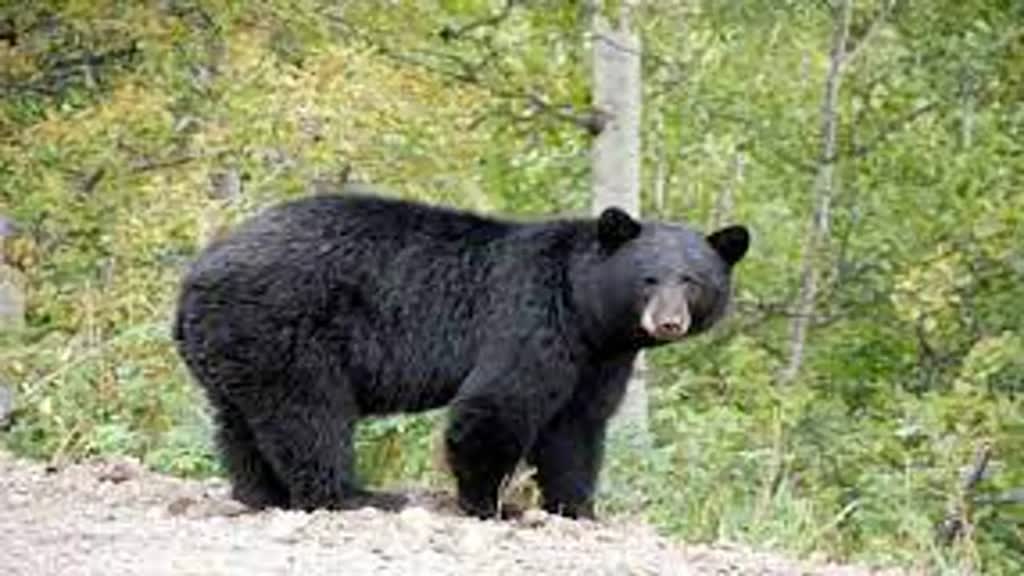 CG NEWS : रेस्क्यू के दौरान टीआई पर भालू ने किया हमला, गंभीर हालत में अस्पताल में भर्ती