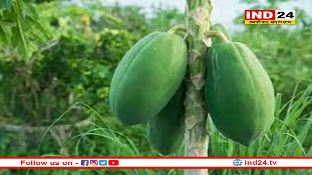 महिलाओं को जरूर खाना चाहिए कच्चा पपीता, इन बीमारियों में करता है फायदा