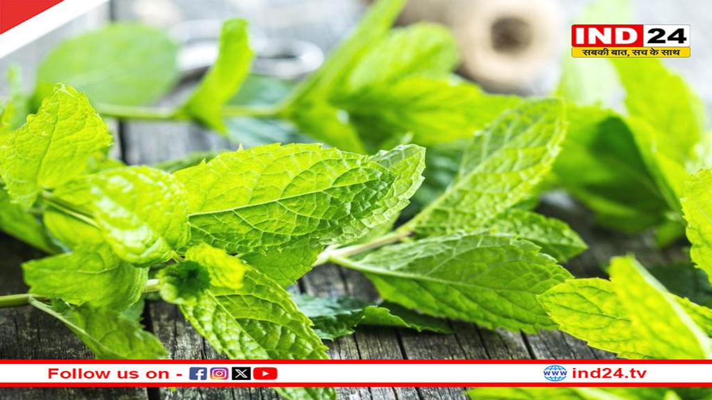 Summer Foods: गर्मी के प्रभाव से करना चाहते हैं अपना बचाव, तो जरूर करें इन 10 चीजों का सेवन 