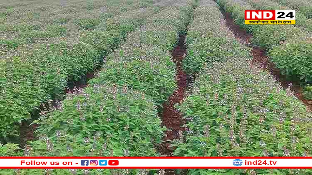 अश्वगंधा जड़ी-बूटी की खेती कर मालामाल होंगे किसान, पलटेगी किस्मत 