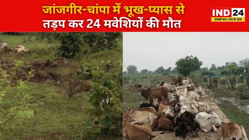 CG NEWS :  भूख से तड़प-तड़प कर गौशाला में 29  मवेशियों की मौत...
