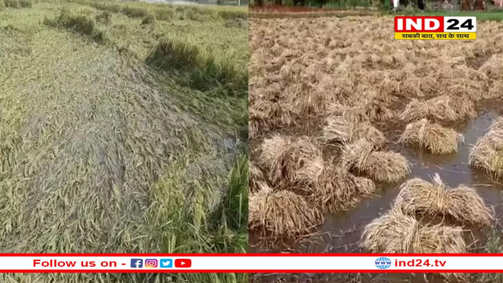विंध्य क्षेत्र में भारी बारिश ने मचाई तबाही, धान की फसल हुई बर्बाद 