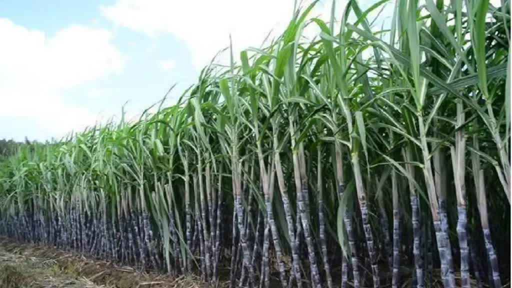 Modi सरकार की किसानों को सौगात, गन्ना की खेती करने वालों के लिए किया ये अहम ऐलान 