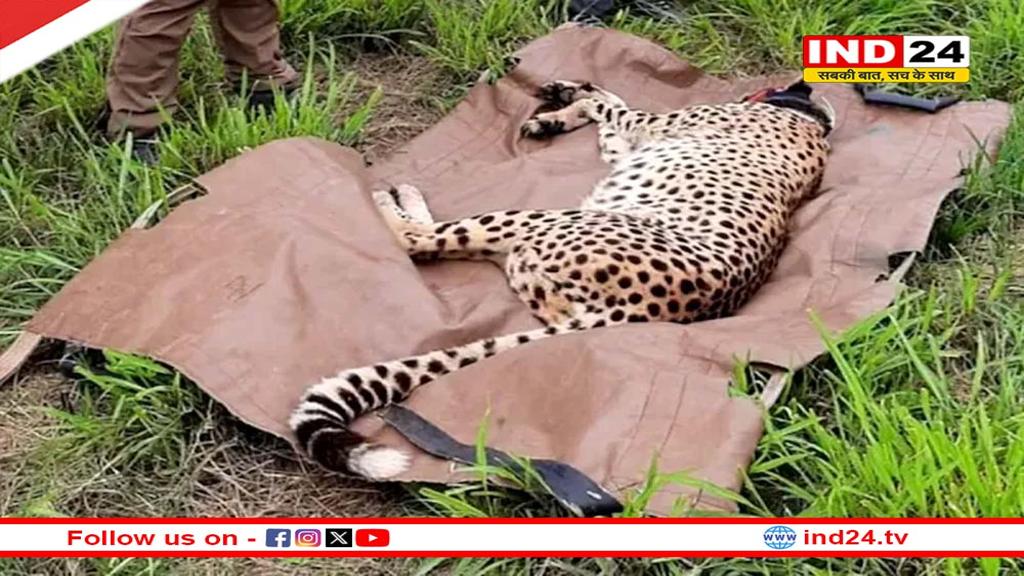 कूनो से आई दुखद खबर, ‘वीरा’ चीता के शावक की मौत