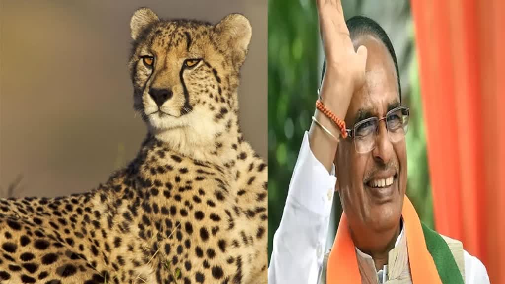 Project cheetah: आज भारत आएंगे 12 चीते, सीएम शिवराज छोड़ेगे कूनो नेशनल पार्क में