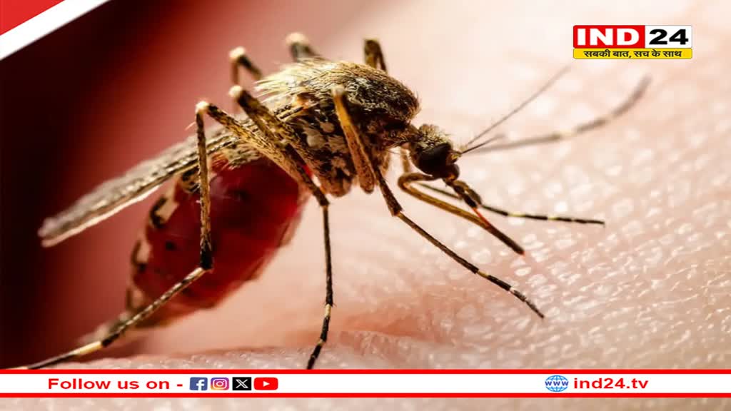 Rajasthan Dengue Case: राजस्थान में डेंगू का कहर, 12 हजार के पार पहुंची मरीजों की संख्या, स्वास्थ्य विभाग में मचा हड़कंप
