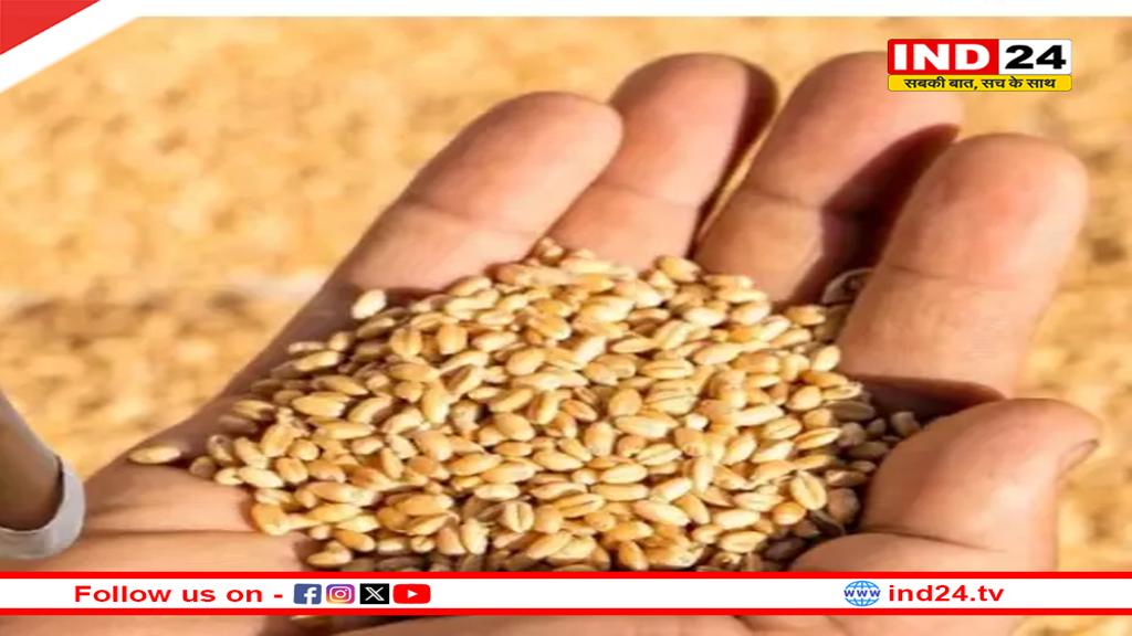 मध्यप्रदेश में गेहूं खरीदी, 20 जनवरी से 31 मार्च तक होंगे रजिस्ट्रेशन, 2425 रुपए के समर्थन मूल्य पर फसल खरीदेगी सरकार