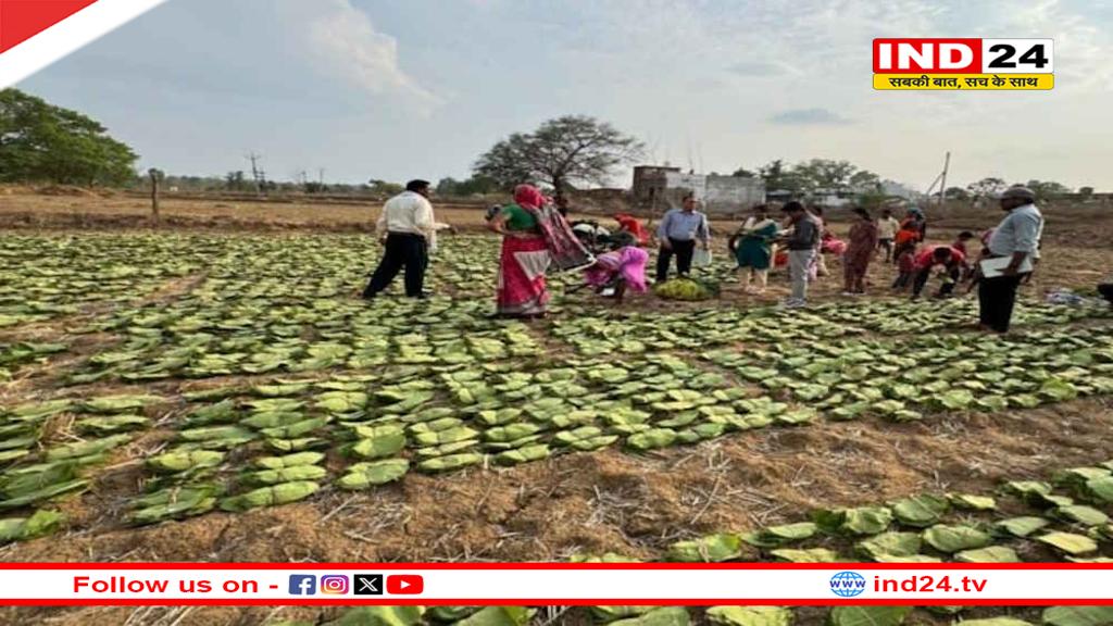 10 लाख से अधिक संग्राहक परिवारों को 596 करोड़ का सीधे भुगतान, CM साय बोले – तेंदूपत्ता संग्राहकों की मेहनत की कमाई उनके हाथ तक पहुंचना हमारी प्राथमिकता