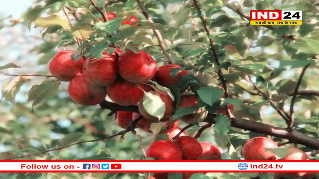 हिमाचल के सेबों से चमकेगी पूर्वांचल की किस्मत!