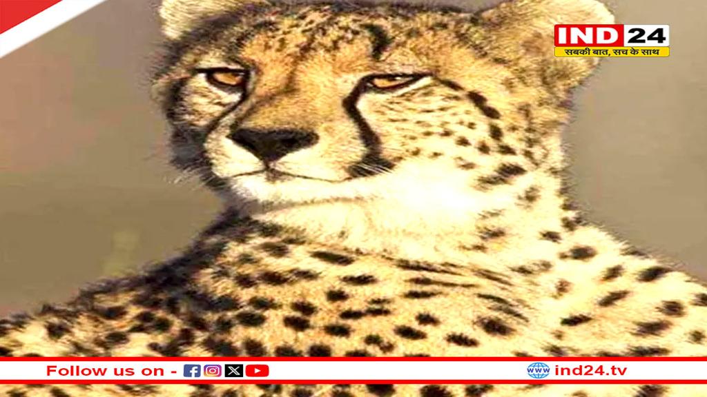 रानी दुर्गावती टाइगर रिजर्व में जुलाई 2026 से शुरू होगा चीता पुनर्वास