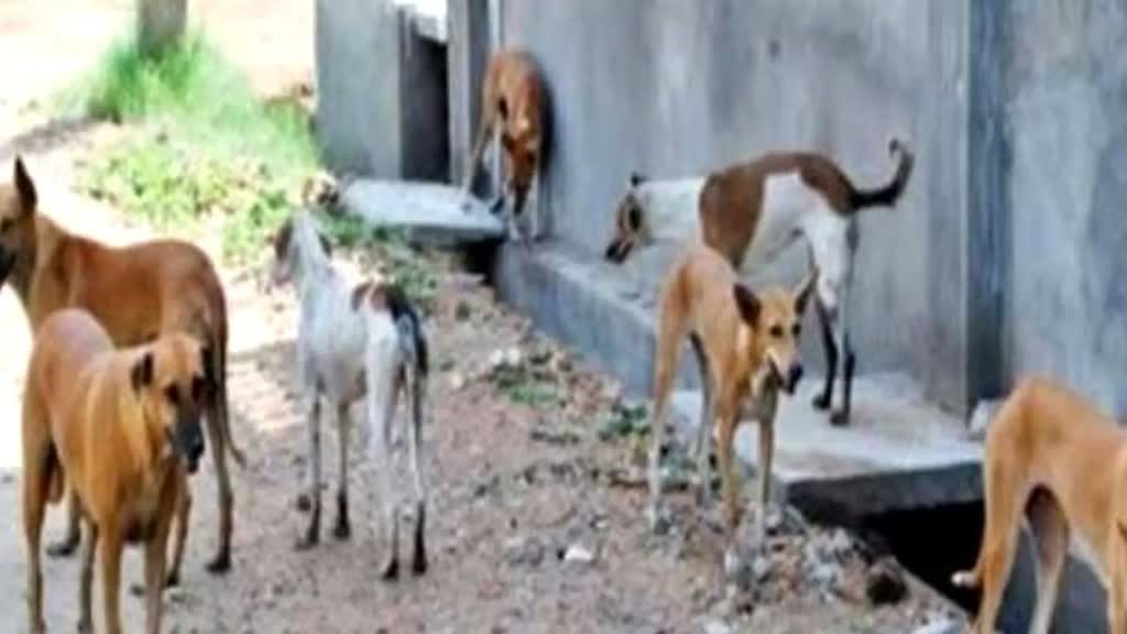 कुत्तों के आतंक से भयभीत शाजापुर के लोग