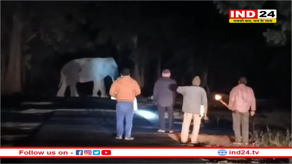 उमरिया में बाइक सवार परिवार पर अचानक हाथी ने कर दिया हमला