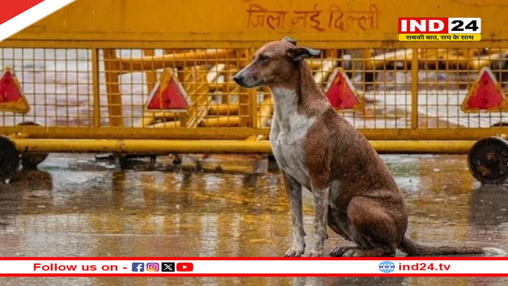 'शेल्टर होम में नहीं रख सकते, जहां से उठाया, वहीं छोड़ें', आवारा कुत्तों के मामले पर सुप्रीम कोर्ट का बड़ा फैसला