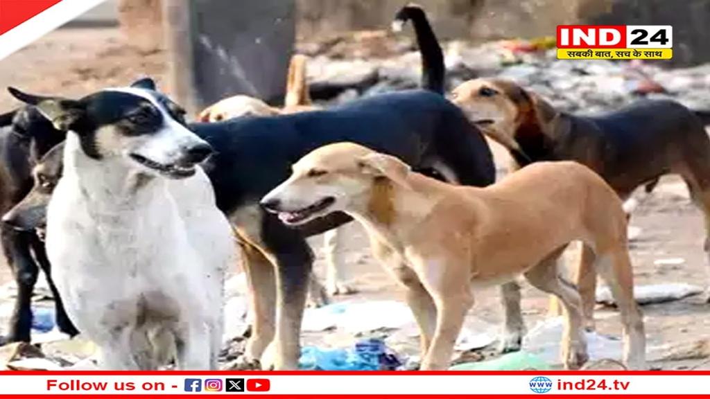 ग्वालियर में बढ़ा आवार कुत्तों का आतंक, दो मासूमों पर किया हमला