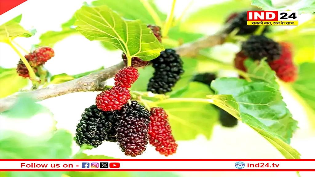 गर्मियों में रोज सुबह खाली पेट खा लें इस फल का पत्ता, मिलेंगे अनेक फायदे