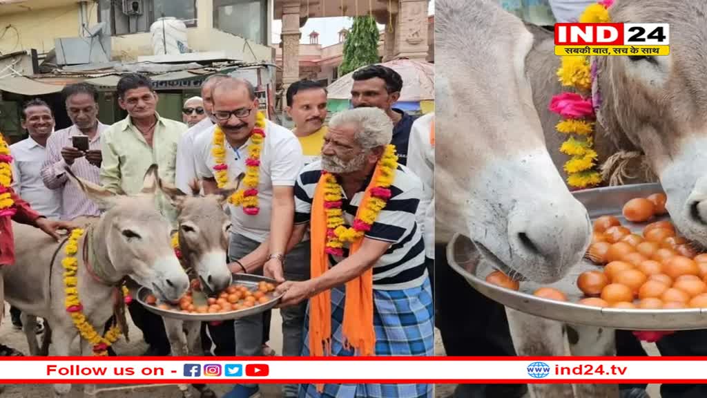 यहां गधों को खिलाए जा रहे गुलाब जामुन !
