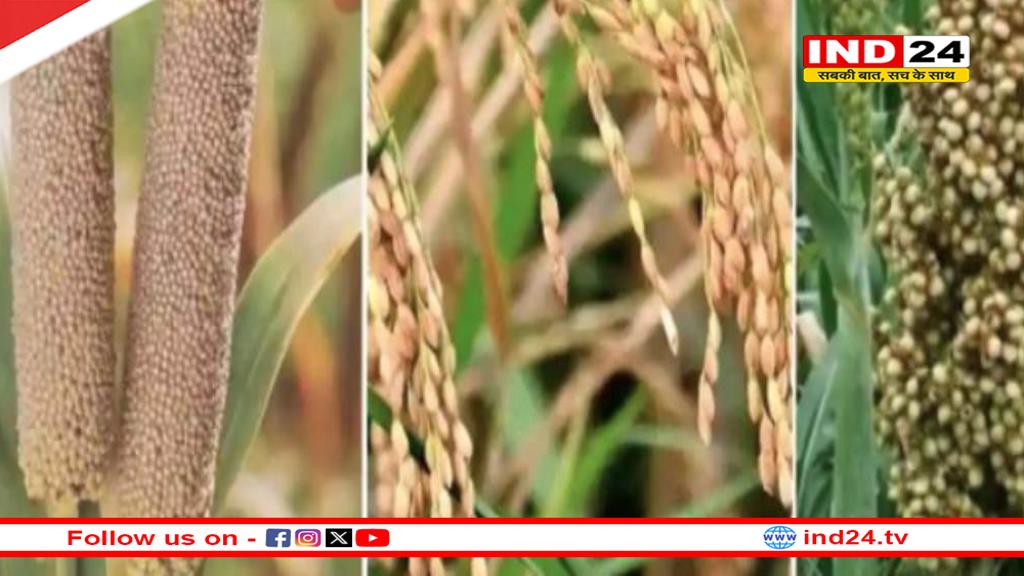 पिछले साल की तुलना में 69 हजार अधिक किसानों ने कराया पंजीयन, ये है धान, ज्वार और बाजरा का समर्थन मूल्य